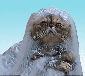 кошка-невеста